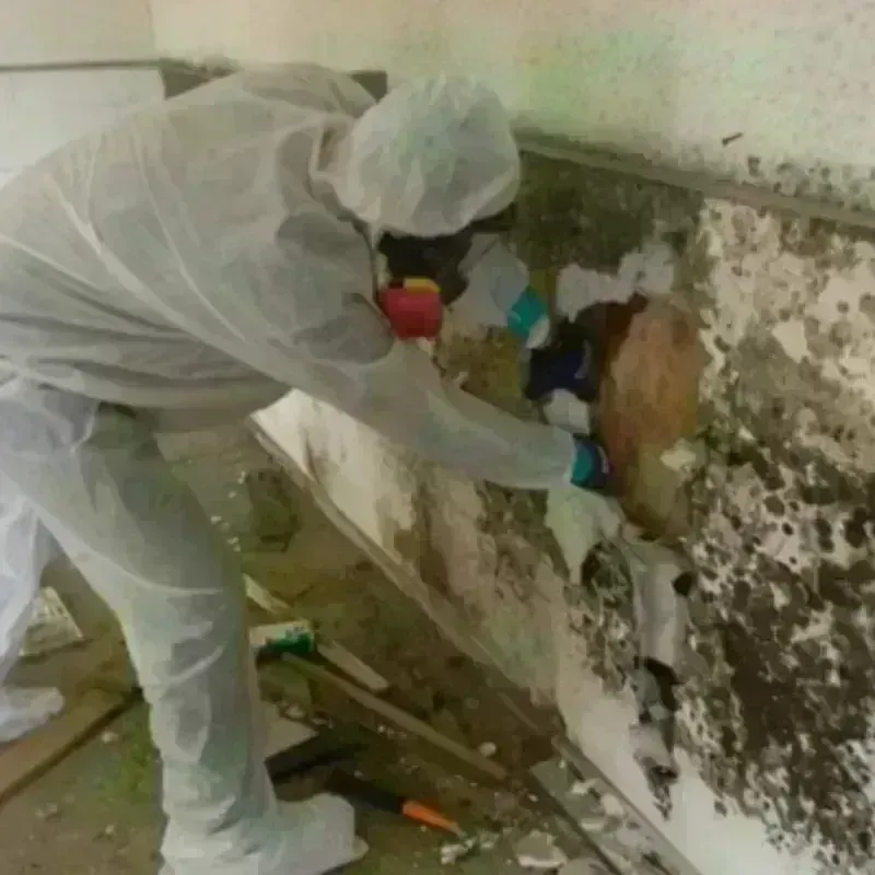 Mold Remediation and Removal in Yorkville, IL